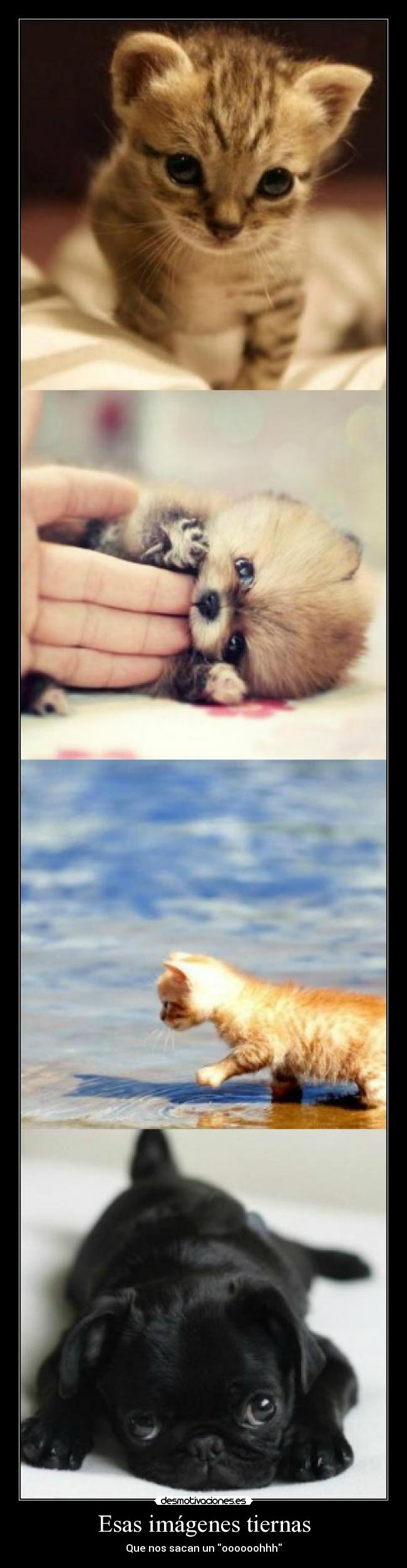 Esas imágenes tiernas - Que nos sacan un oooooohhh