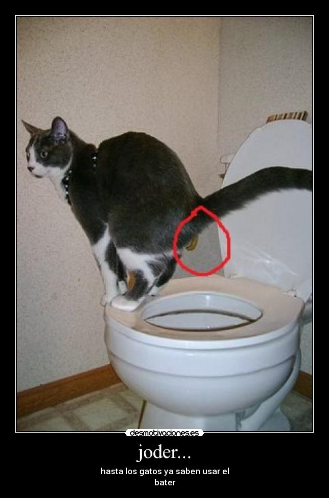 joder... - hasta los gatos ya saben usar el
bater