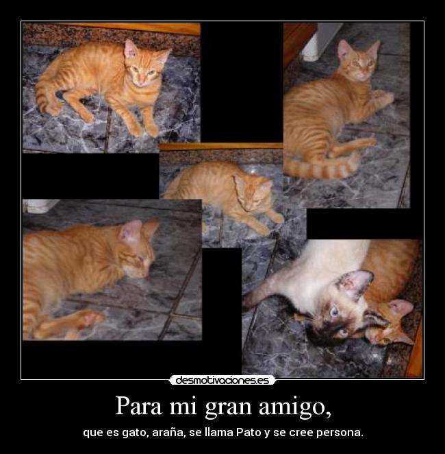 Para mi gran amigo, - que es gato, araña, se llama Pato y se cree persona.
