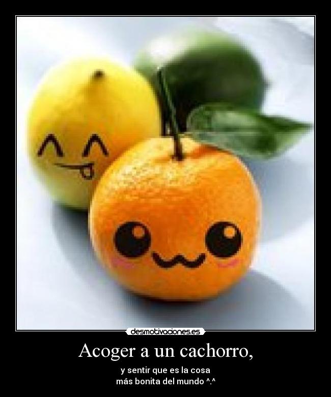 Acoger a un cachorro, - y sentir que es la cosa
más bonita del mundo ^.^