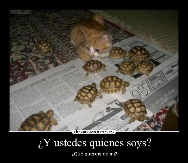 carteles gato tortugas desmotivaciones