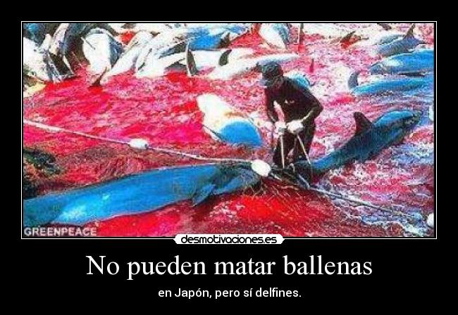 No pueden matar ballenas - en Japón, pero sí delfines.