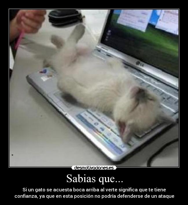 Sabias que... - Si un gato se acuesta boca arriba al verte significa que te tiene
confianza, ya que en esta posición no podría defenderse de un ataque