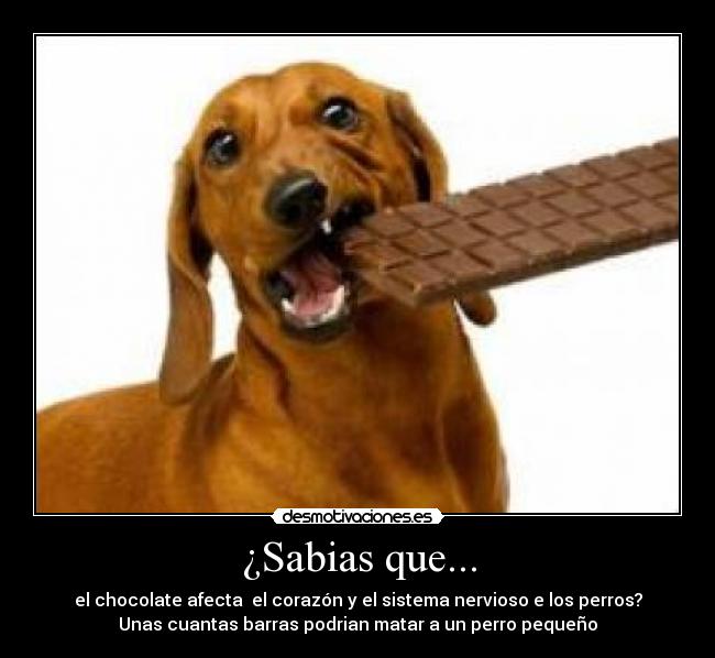 ¿Sabias que... - el chocolate afecta el corazón y el sistema nervioso e los perros?
Unas cuantas barras podrian matar a un perro pequeño