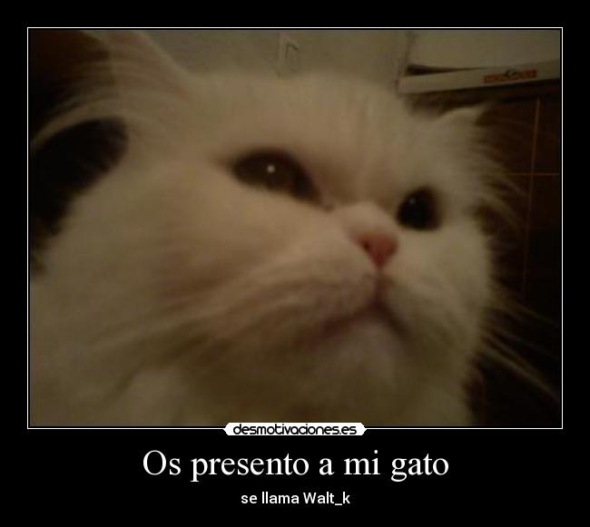 carteles presento gato desmotivaciones