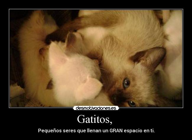 Gatitos, -