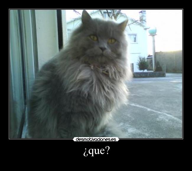 ¿que? - 