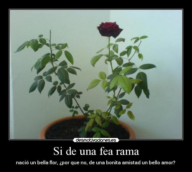 Si de una fea rama - nació un bella flor, ¿por que no, de una bonita amistad un bello amor? 