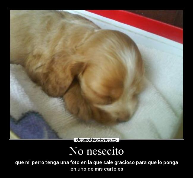 carteles perro desmotivaciones