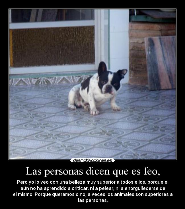 Las personas dicen que es feo, - Pero yo lo veo con una belleza muy superior a todos ellos, porque el
aún no ha aprendido a criticar, ni a pelear, ni a enorgullecerse de
el mismo. Porque queramos o no, a veces los animales son superiores a
las personas.