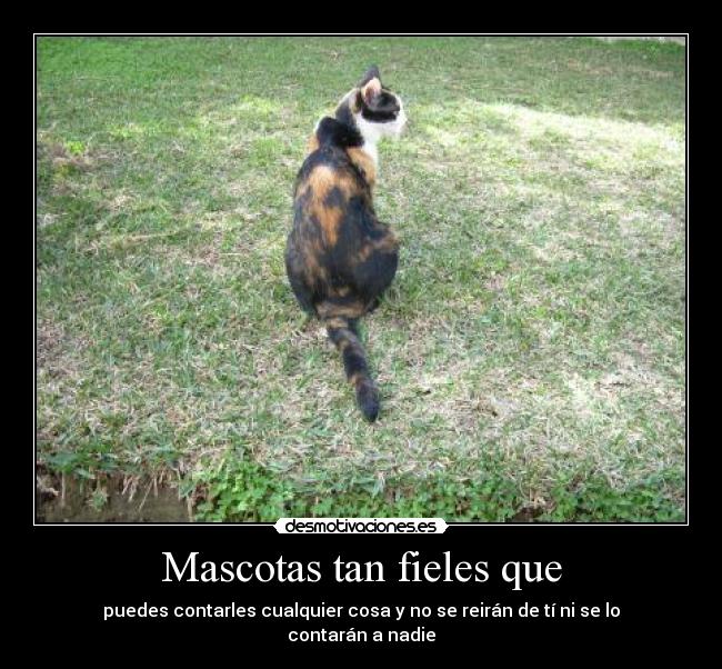 Mascotas tan fieles que - 