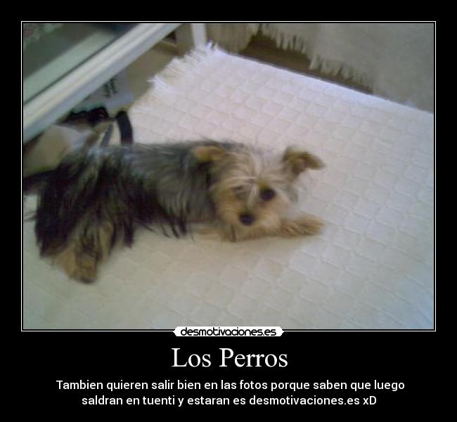 Los Perros - 