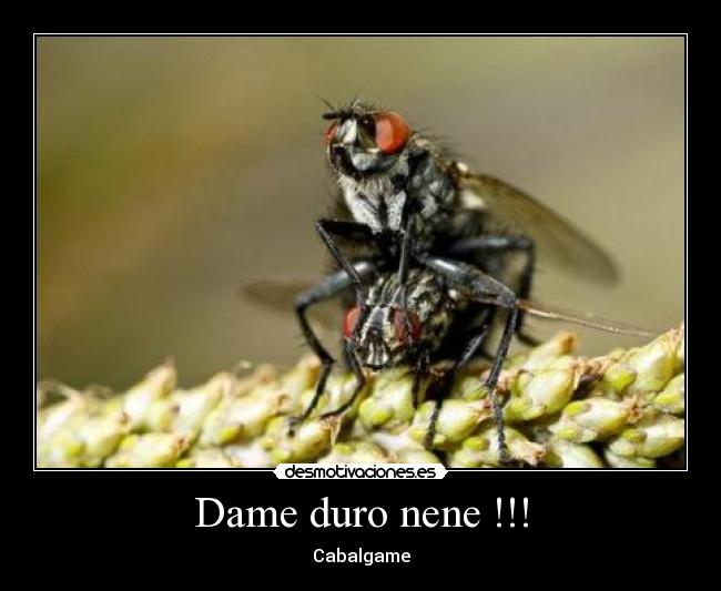 Dame duro nene !!! - Cabalgame