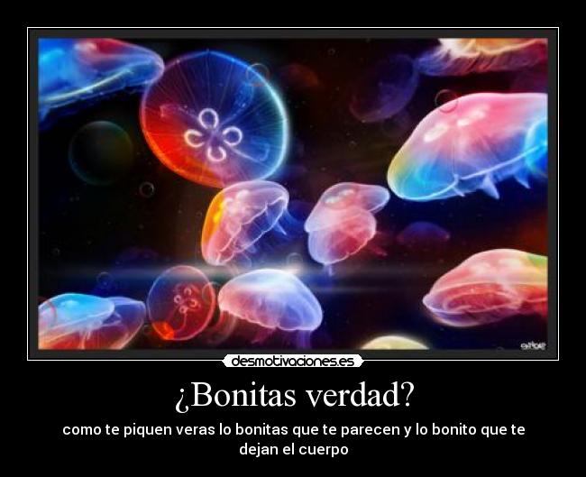 ¿Bonitas verdad? -