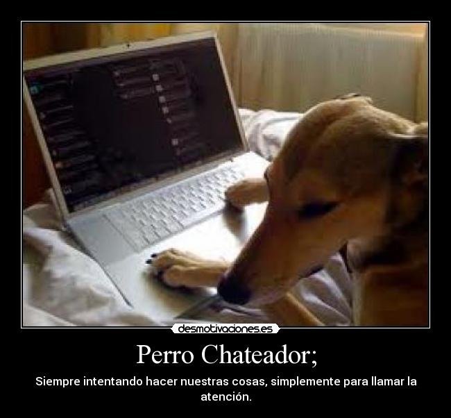 Perro Chateador; -