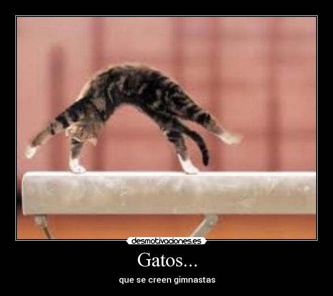 Gatos... -