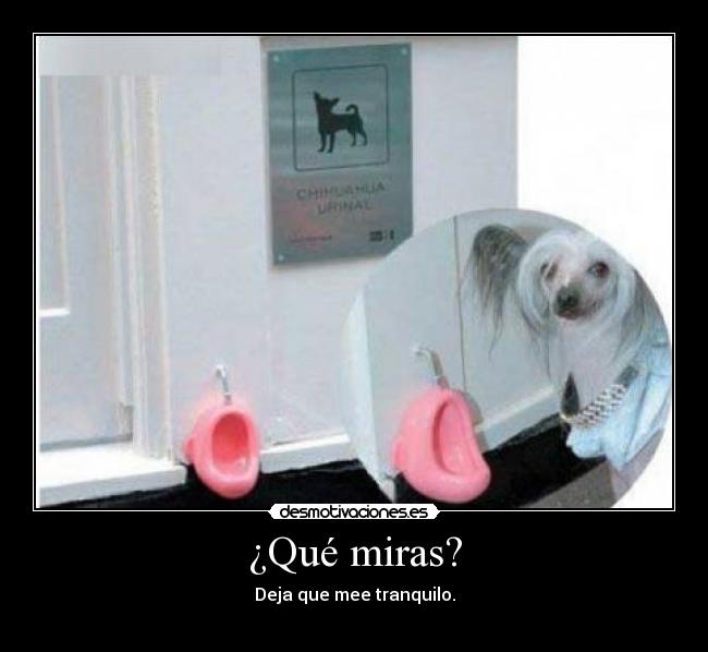 ¿Qué miras? - 