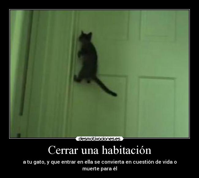 carteles gato desmotivaciones