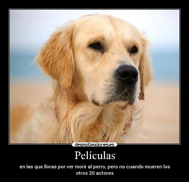 carteles perro desmotivaciones