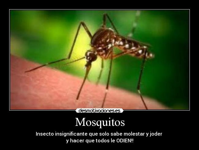 Mosquitos -