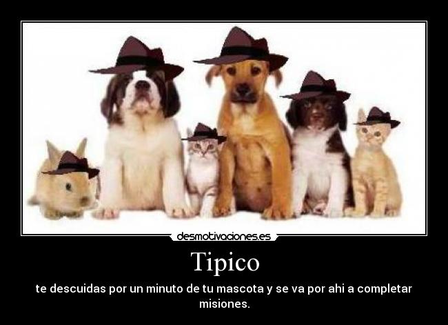 Tipico -