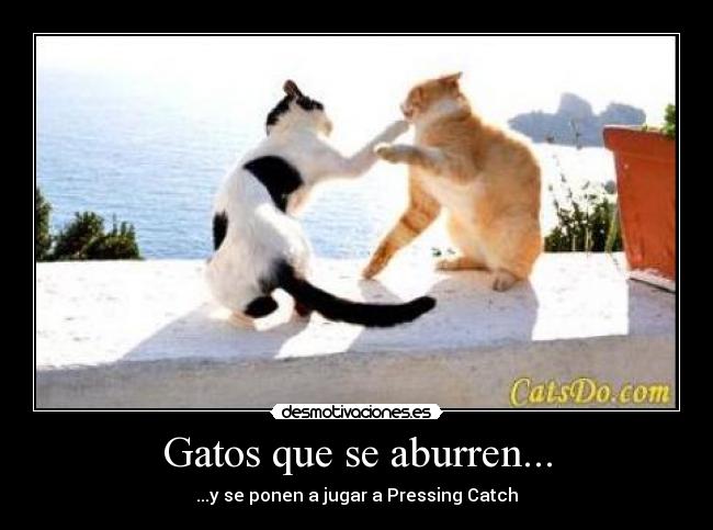 Gatos que se aburren... - ...y se ponen a jugar a Pressing Catch