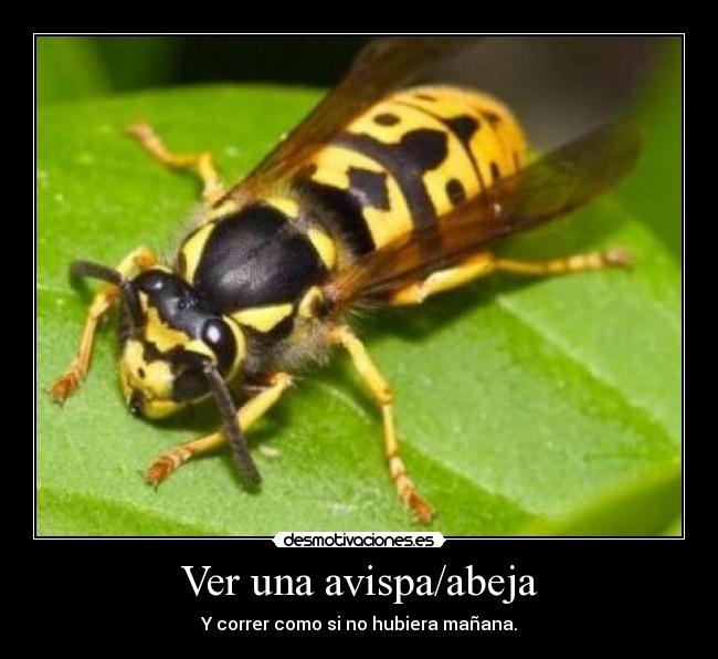carteles avispa abeja correr manana desmotivaciones