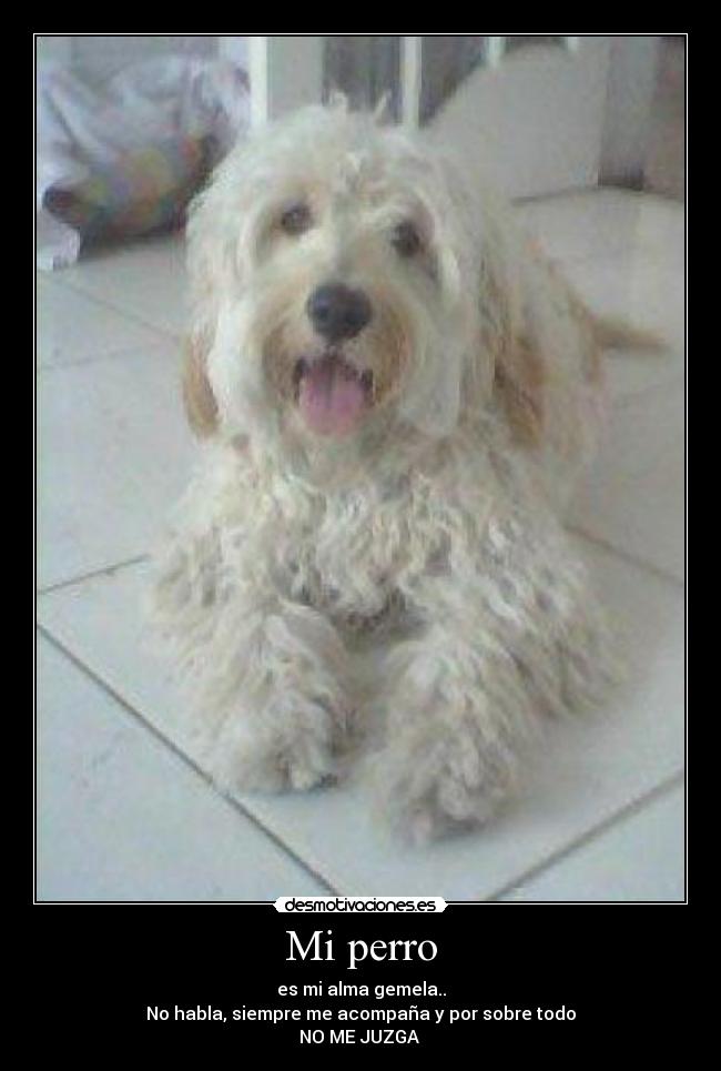 Mi perro - es mi alma gemela..
No habla, siempre me acompaña y por sobre todo
NO ME JUZGA