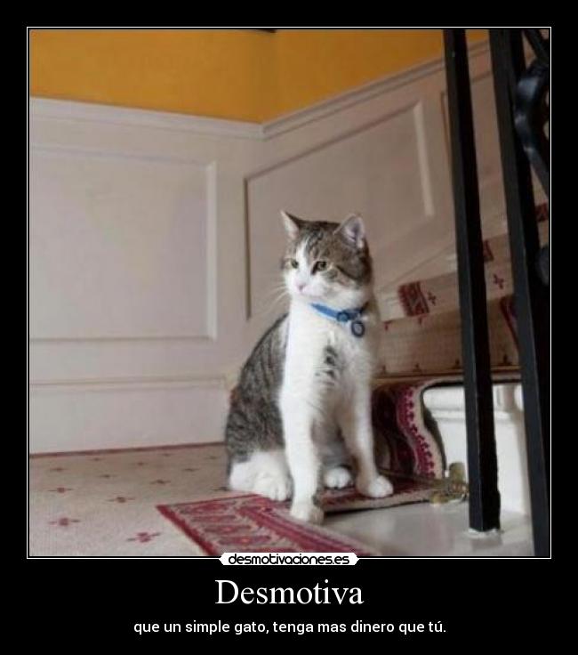 Desmotiva - que un simple gato, tenga mas dinero que tú.