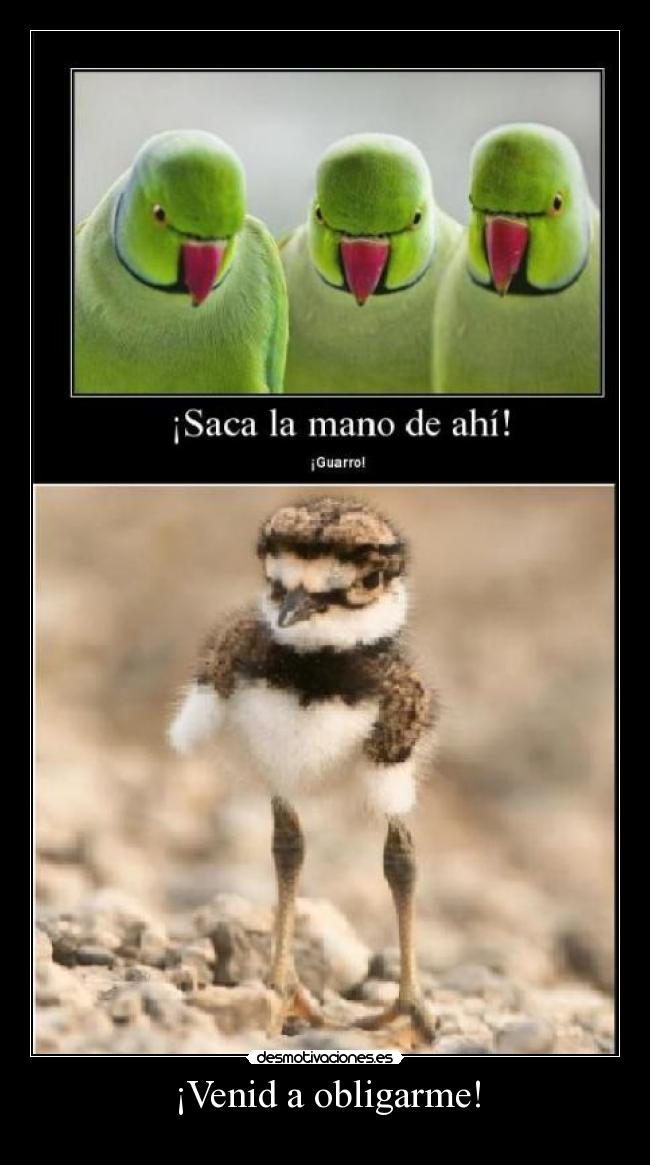 ¡Venid a obligarme! -