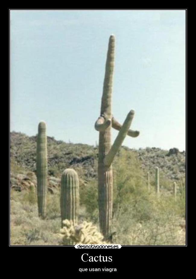 carteles cactus desmotivaciones