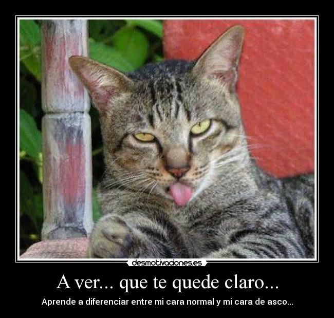 A ver... que te quede claro... - Aprende a diferenciar entre mi cara normal y mi cara de asco...