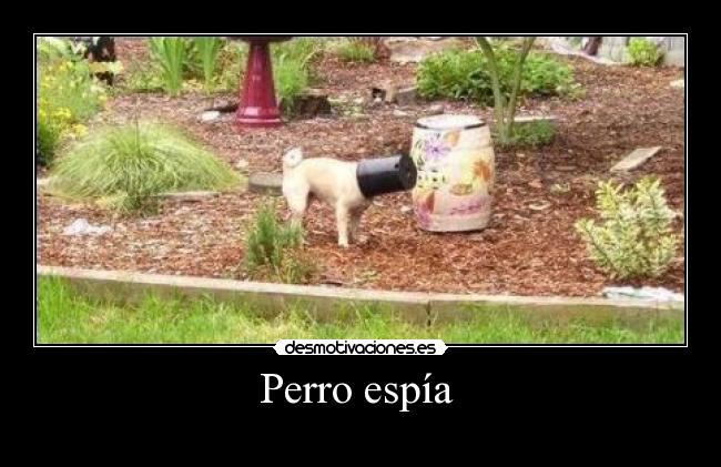 carteles perro espia desmotivaciones