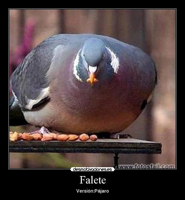 Falete - 