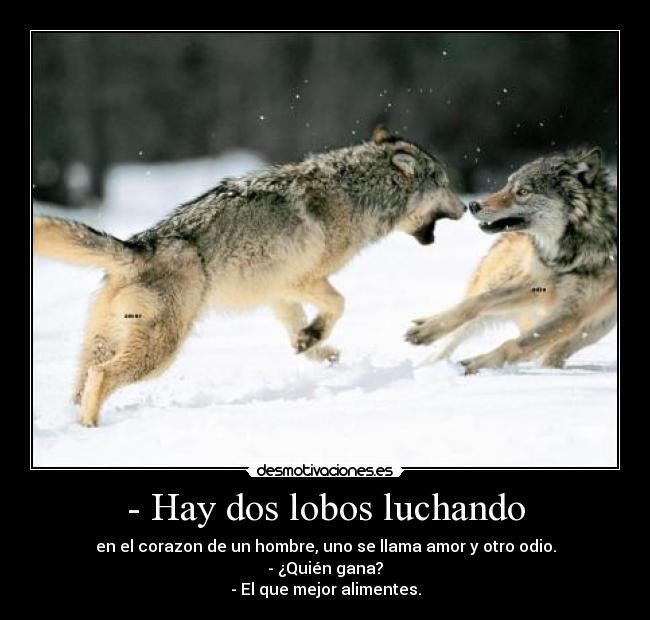 - Hay dos lobos luchando - 