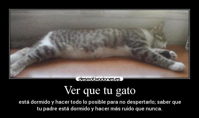 Ver que tu gato -