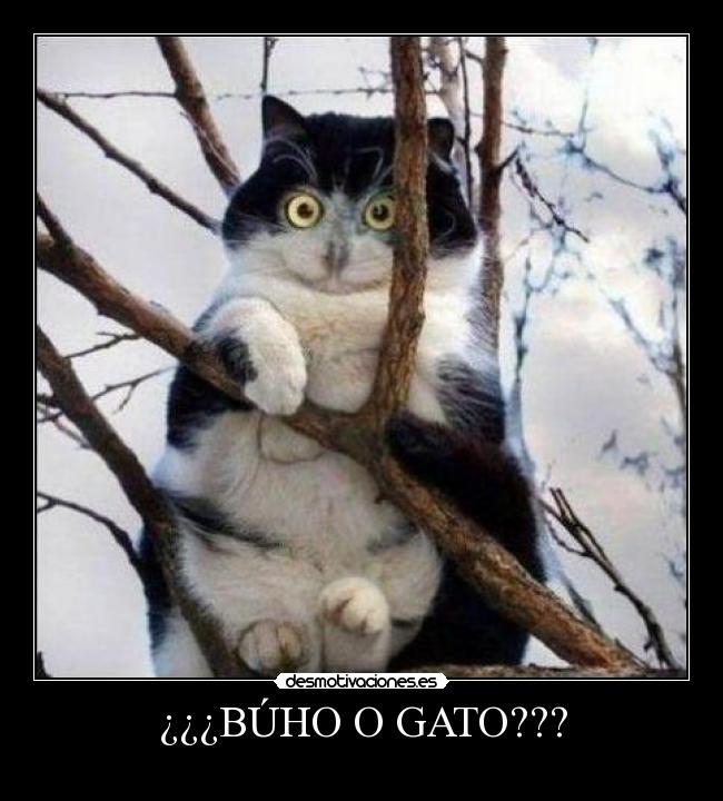 ¿¿¿BÚHO O GATO??? -