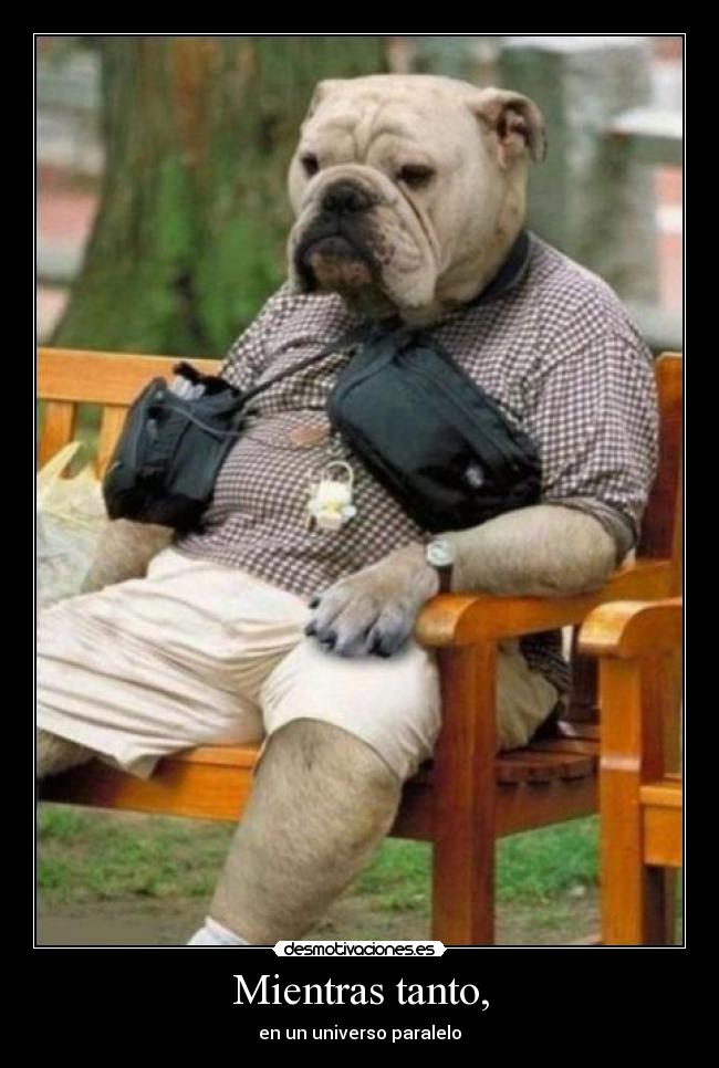 carteles perros desmotivaciones