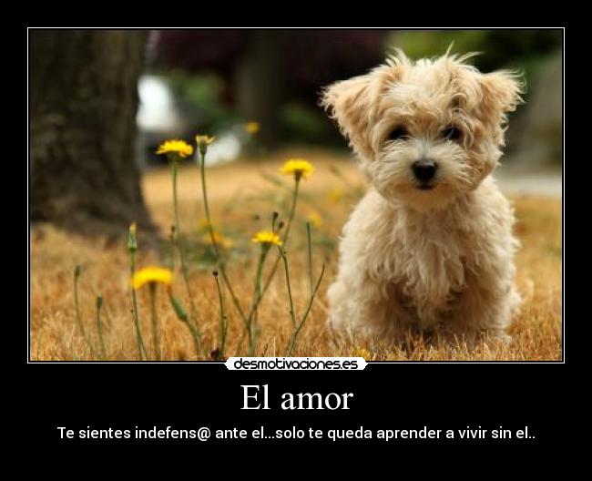 El amor - Te sientes indefens@ ante el...solo te queda aprender a vivir sin el..
