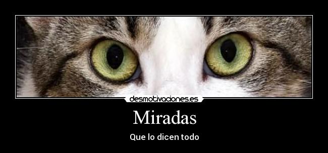 carteles gato desmotivaciones