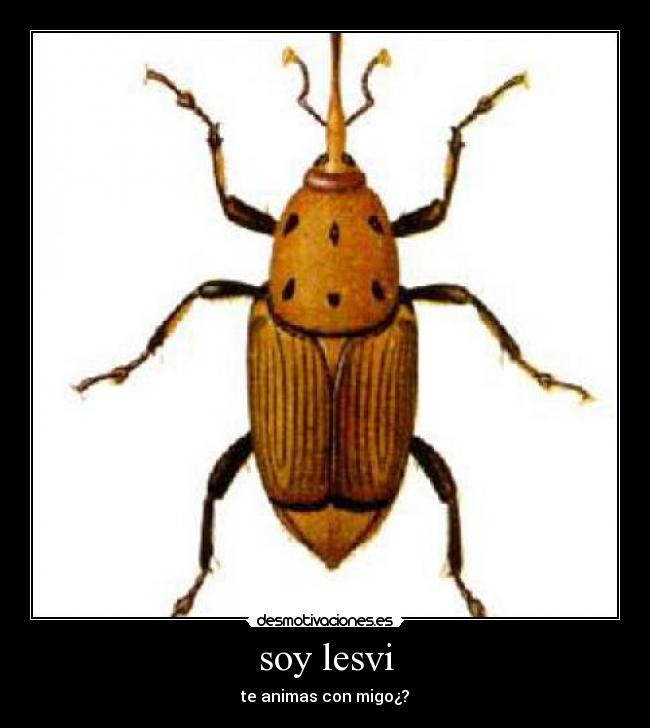 soy lesvi -
