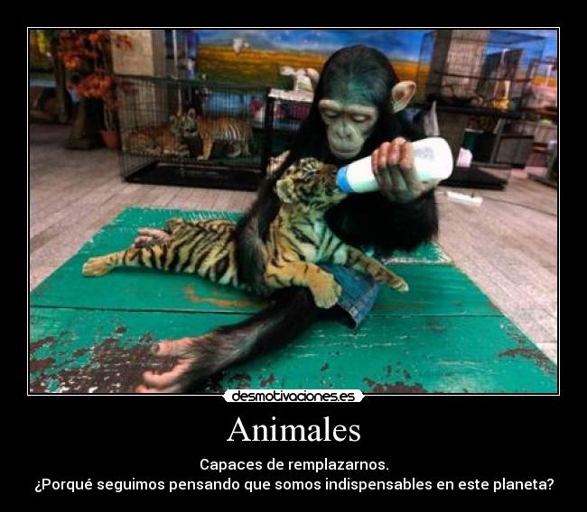 Animales - 