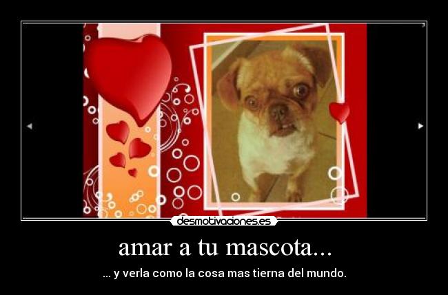 amar a tu mascota... - ... y verla como la cosa mas tierna del mundo.