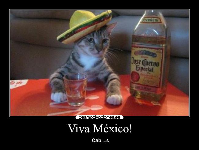 carteles mexico gatosmexicano alcohol mexico cabrones desmotivaciones