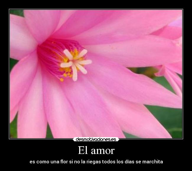 El amor -