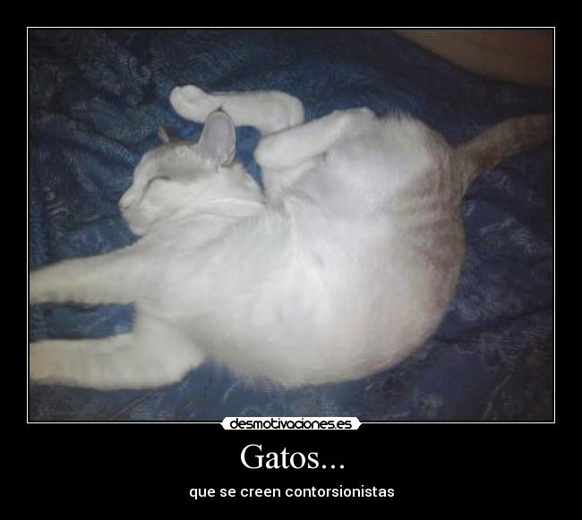 Gatos... -