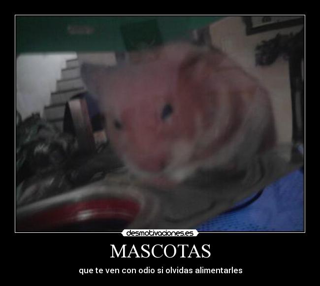 MASCOTAS - 