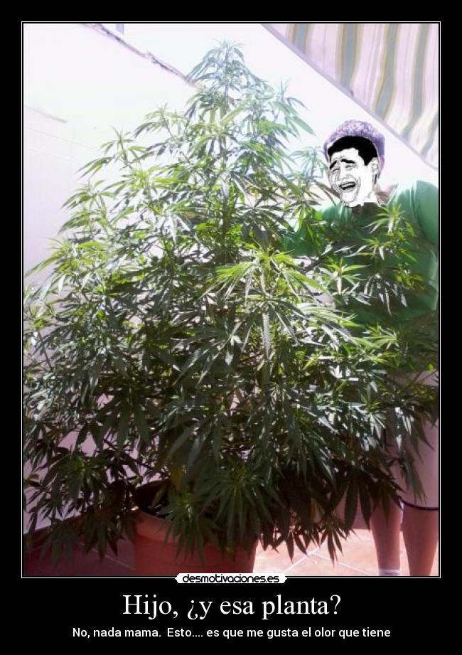 Hijo, ¿y esa planta? - No, nada mama. Esto.... es que me gusta el olor que tiene