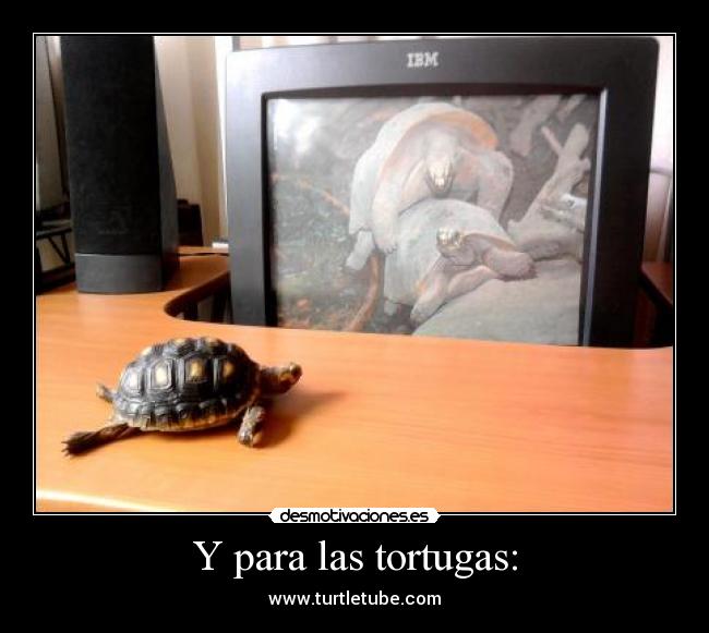 Y para las tortugas: -