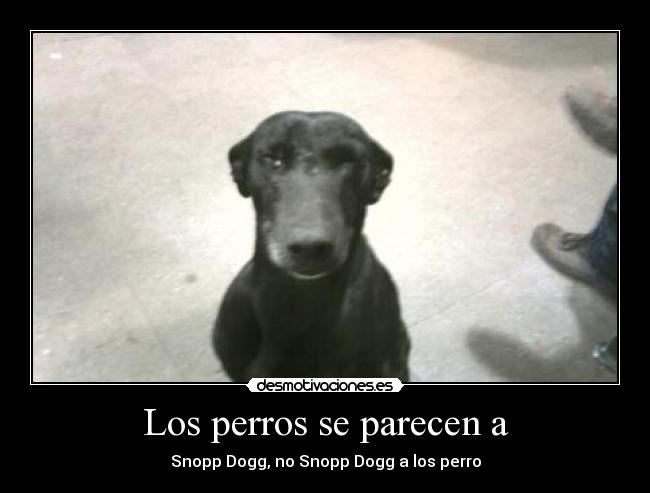 Los perros se parecen a -